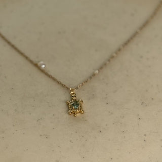 Baby blue turtle