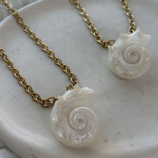 White shell